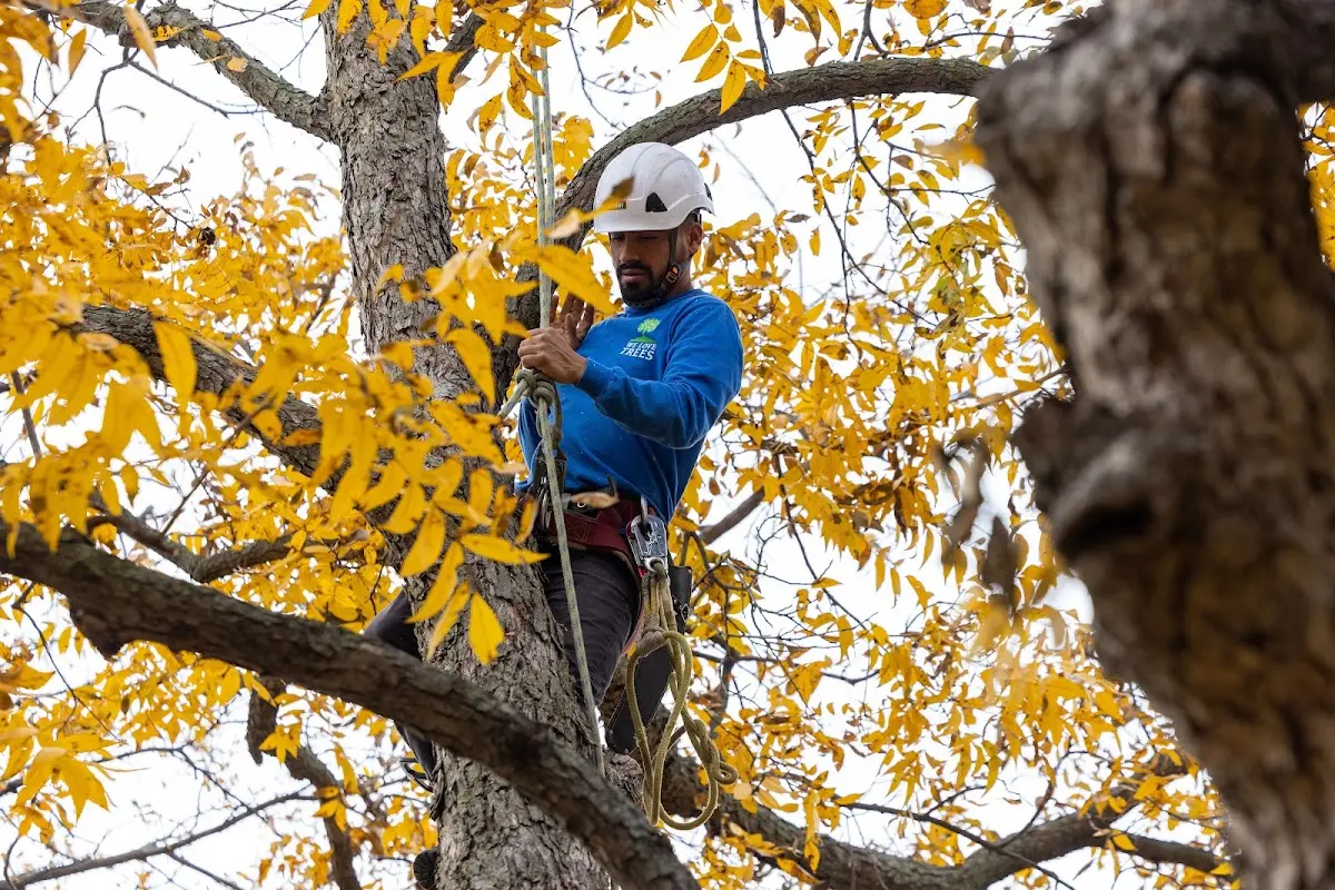 Skilled Tree Planting crew working in Manville
