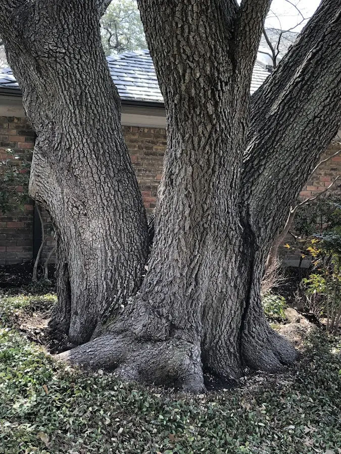 Mature heritage tree close to a Manville property cared for by certified arborists